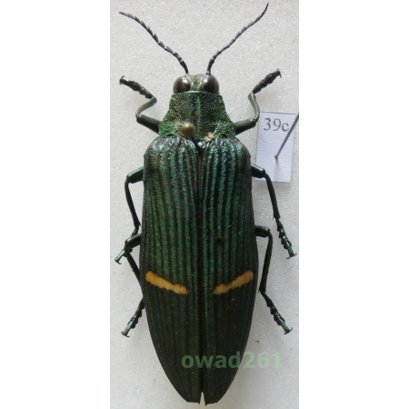 Catoxantha opulenta (Gory, 1832) 48mm Malaysia39c